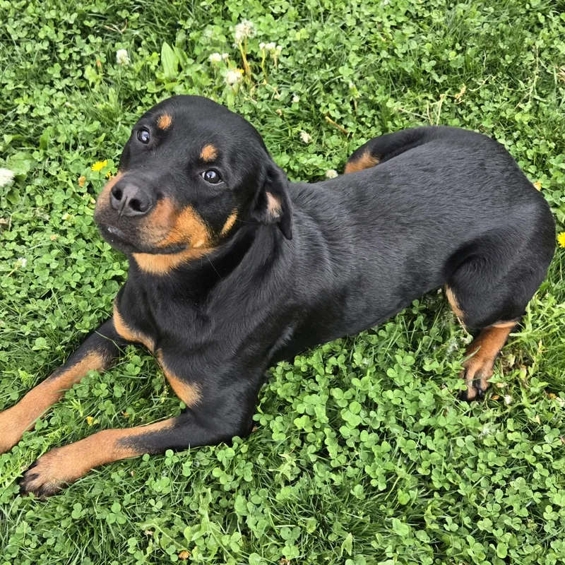 An adult medium-sized female Black Rottweiler dog named Coco for adoption in Xenia , OH
