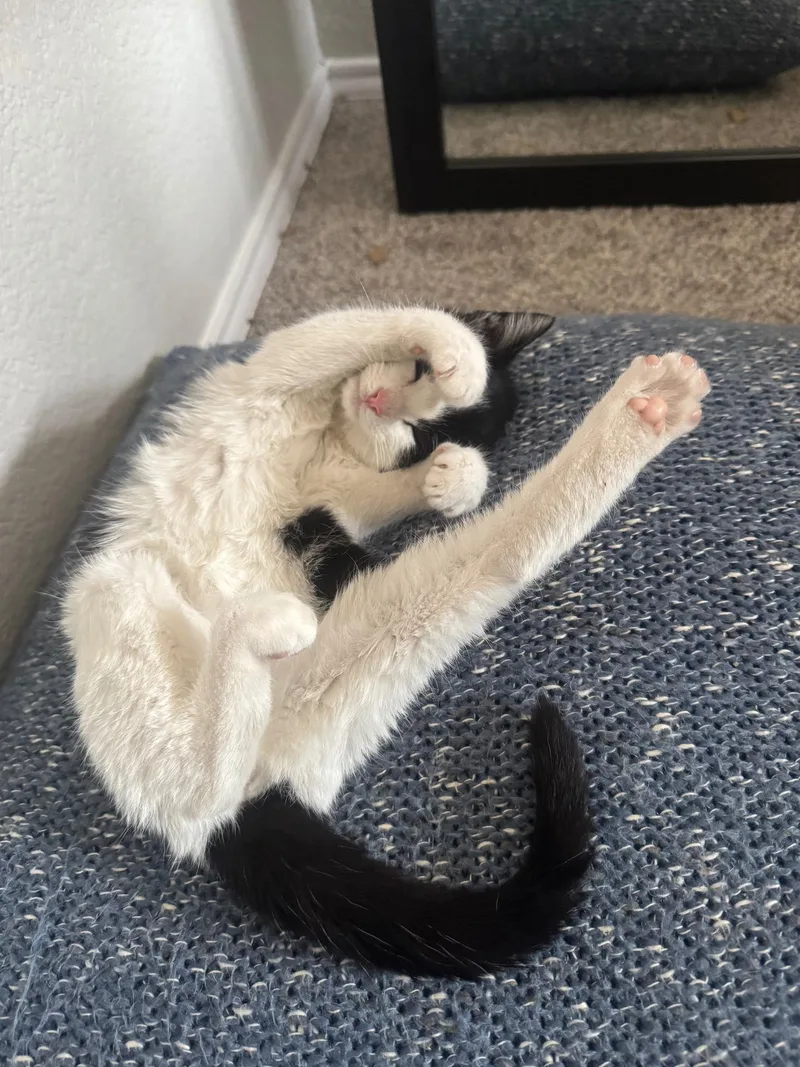 A young medium-sized female Black & White / Tuxedo Domestic Short Hair cat named Cupcake for adoption in Frisco, TX