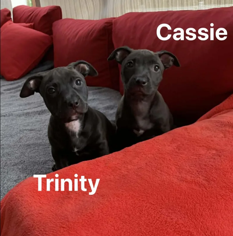 Trinity thumbnail 2