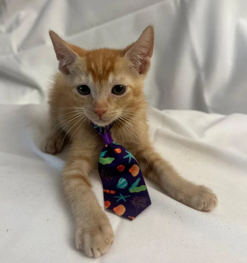 A baby medium-sized male Orange / Red Domestic Short Hair cat named Led for adoption in Margate, FL