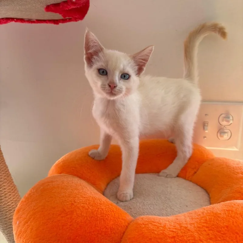 A baby small-sized male Blue Cream Siamese cat named Ghost for adoption in Lexington, KY