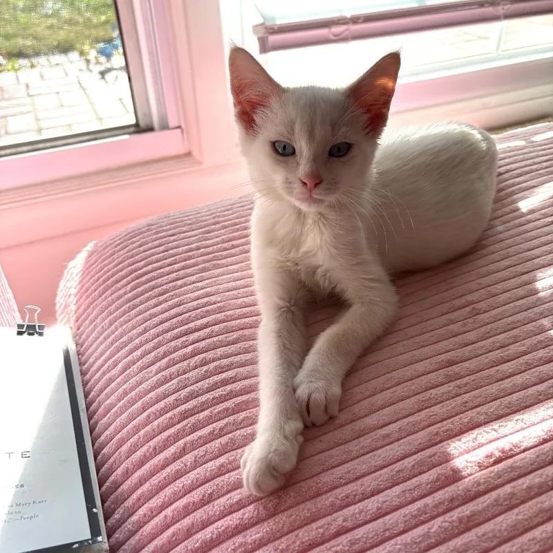 Ghost thumbnail 3