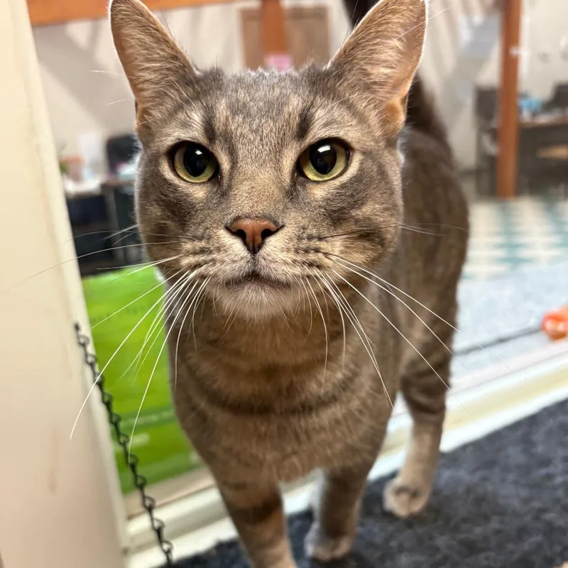 An adult large-sized male Gray / Blue / Silver Domestic Short Hair cat named Tink for adoption in Bedford, NH