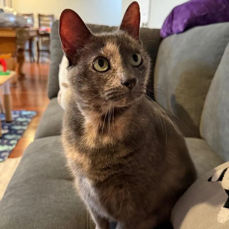 An adult extra large-sized female Tortoiseshell Domestic Short Hair cat named Large Marge for adoption in Gibsonia, PA