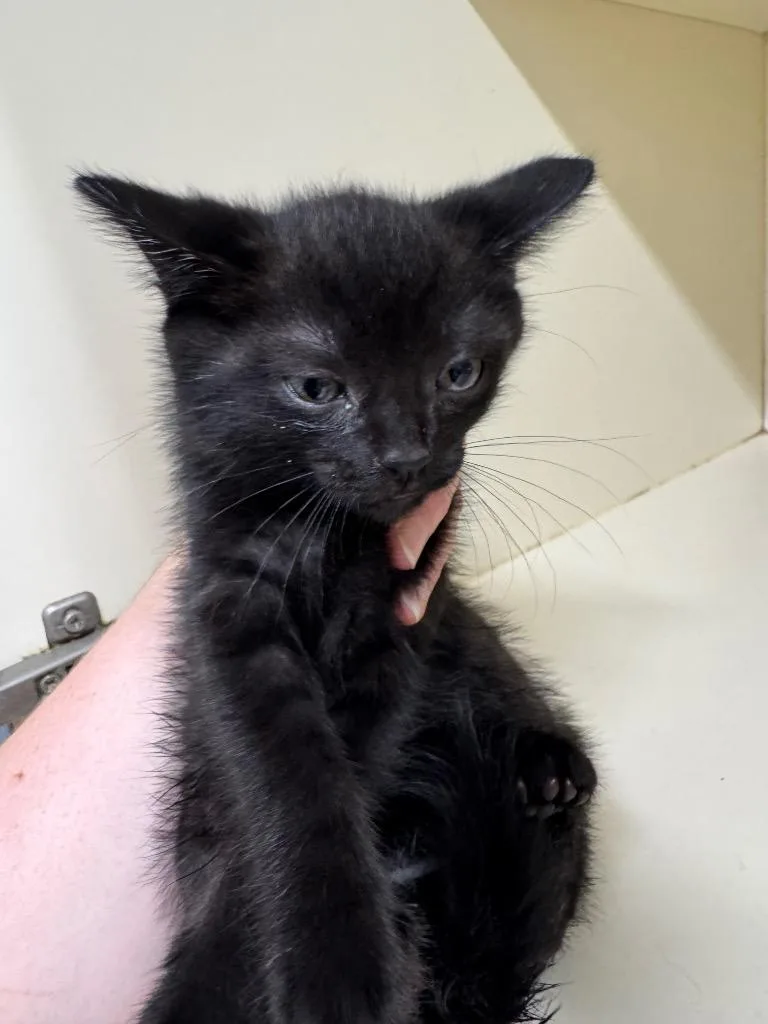 A baby medium-sized female Domestic Short Hair cat named Strawberry for adoption in Bloomington, IN