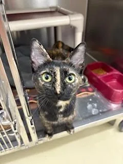 A young small-sized female Tortoiseshell Domestic Short Hair cat named Mocha for adoption in Black River Falls, WI
