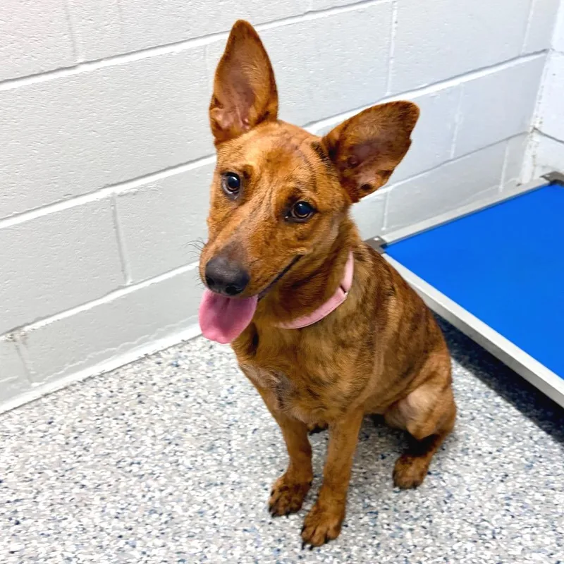 A young medium-sized female Yellow / Tan / Blond / Fawn Cattle Dog dog named Shelly Belly for adoption in Livingston, TX