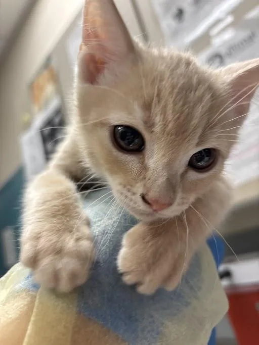 A baby small-sized male Domestic Short Hair cat named Rick for adoption in Las Vegas, NV