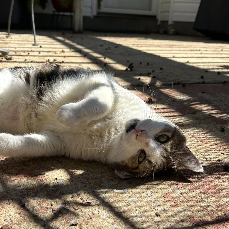 A senior small-sized male White Domestic Short Hair cat named Courtesy Listing  Buddy for adoption in Tuscaloosa, AL