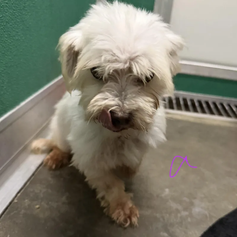 A senior small-sized female Maltese dog named Angel for adoption in Trenton, MO