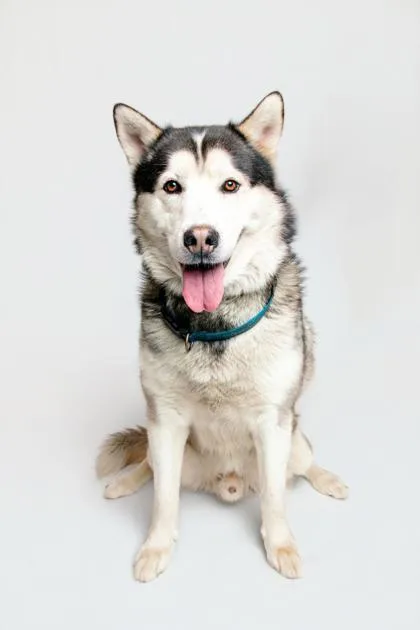 A senior extra large-sized male Mixed Breed dog named Torro for adoption in Sevierville, TN