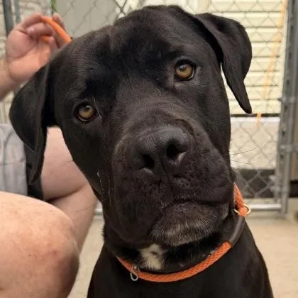 A young large-sized male Black Mastiff dog named Gillian for adoption in Tinley Park, IL