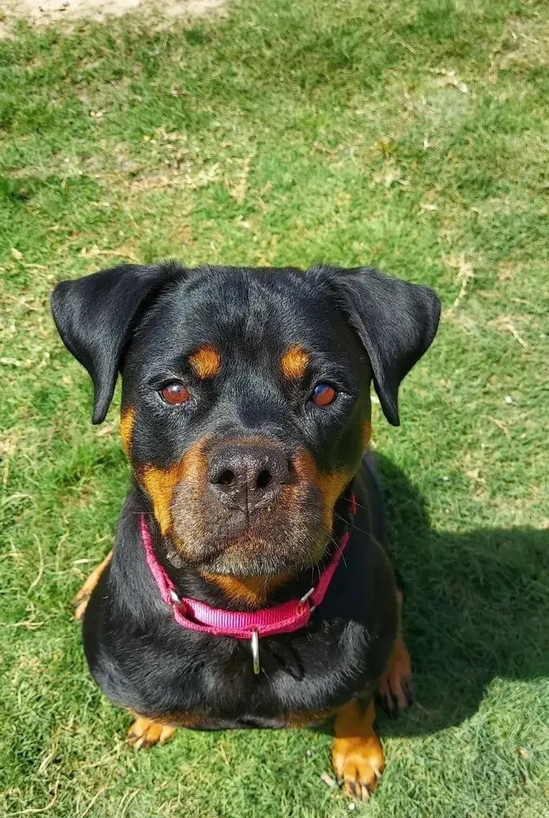 An adult large-sized female Black Rottweiler dog named Mena for adoption in Polk, OH