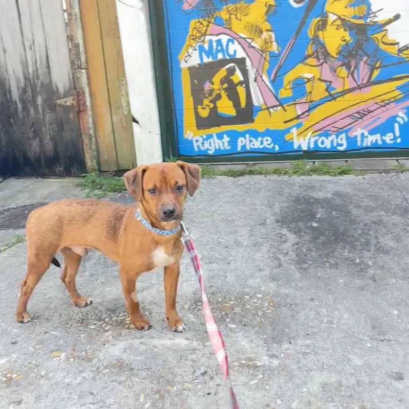 A young small-sized male Dachshund dog named Fonzie for adoption in New Orleans, LA