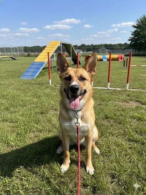 An adult large-sized male Terrier dog named Bienvenido for adoption in Miami, FL