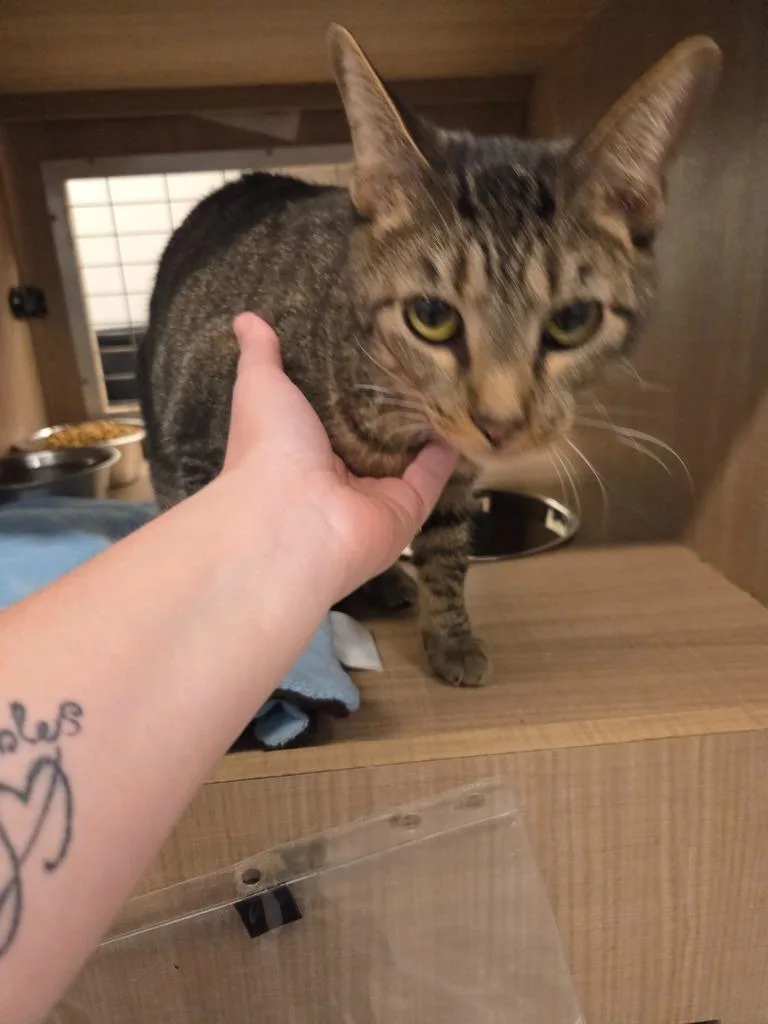 An adult large-sized male Domestic Short Hair cat named Bender for adoption in Bossier City, LA