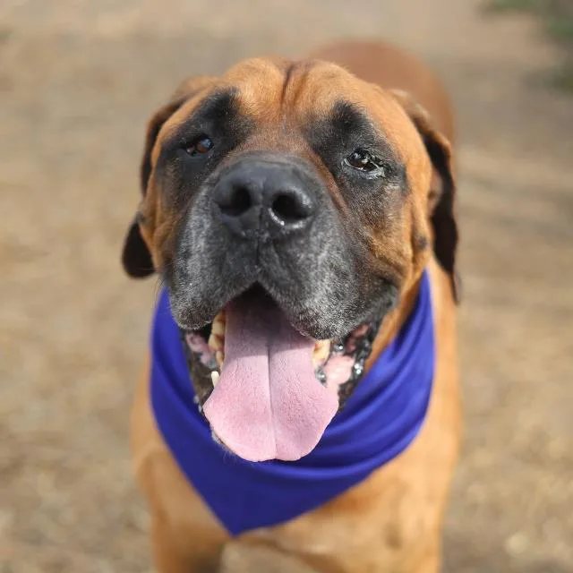 An adult extra large-sized male Mastiff dog named Roscoe for adoption in San Antonio, TX