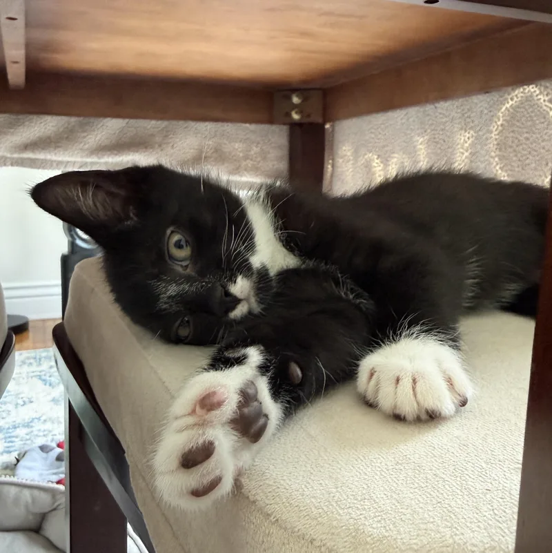 A baby medium-sized male Black Domestic Short Hair cat named Biscotti for adoption in East Amherst, NY