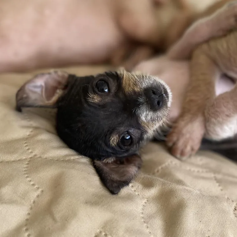 A baby small-sized female Black Chihuahua dog named Bambie for adoption in Escondido, CA