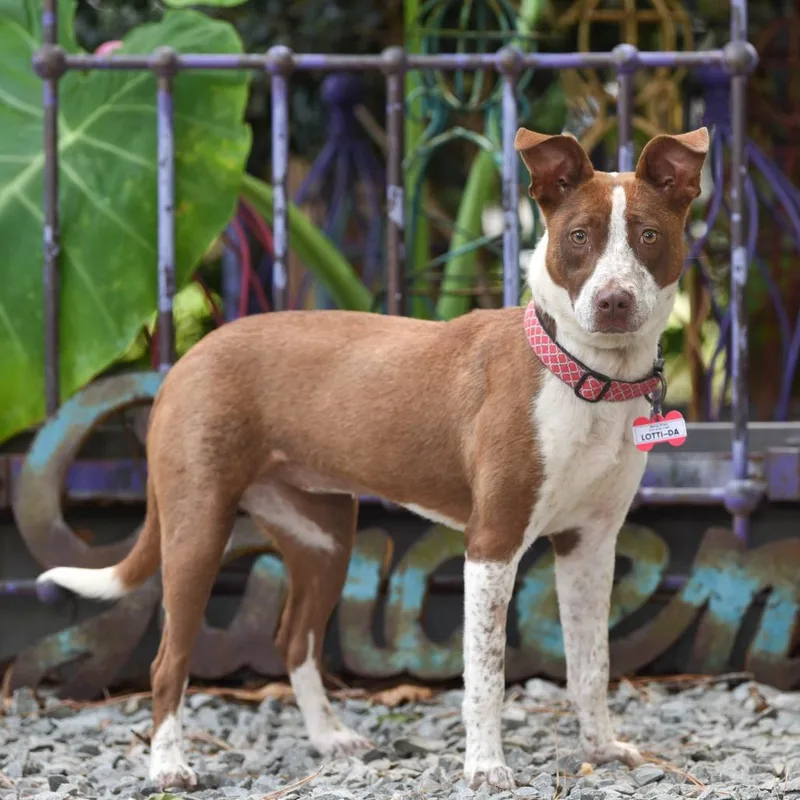 An adult medium-sized female Brown / Chocolate Pit Bull Terrier dog named LottiDa for adoption in Wake Forest, NC