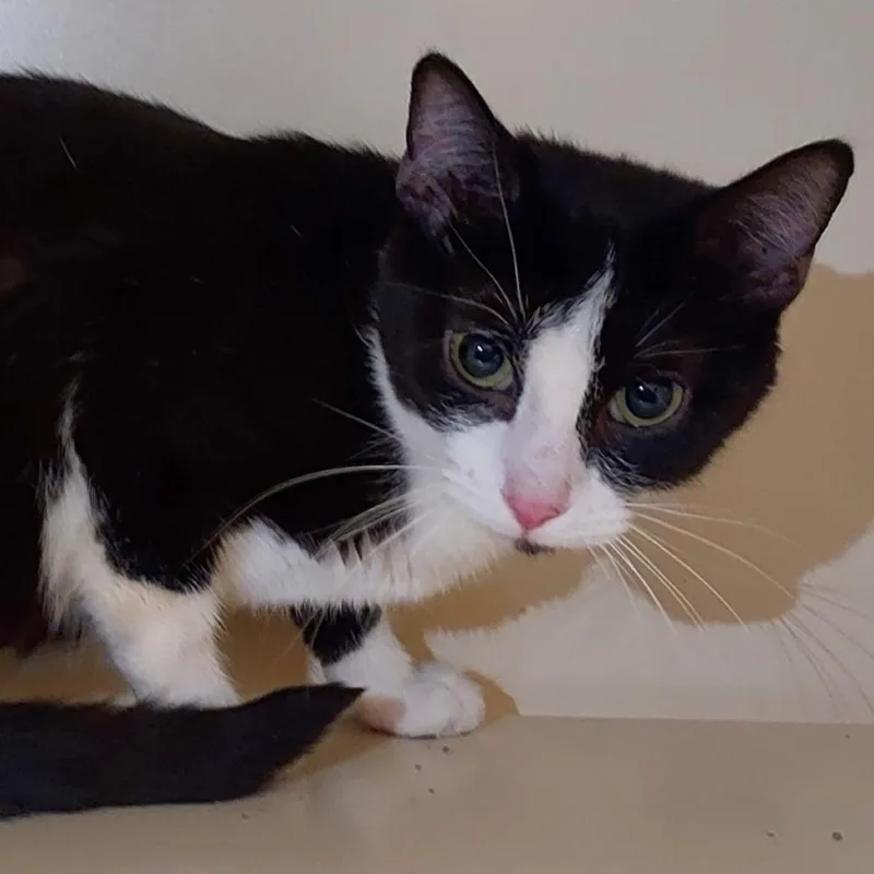 A young medium-sized female Black Domestic Short Hair cat named Jelly Fish for adoption in Dayton, OH
