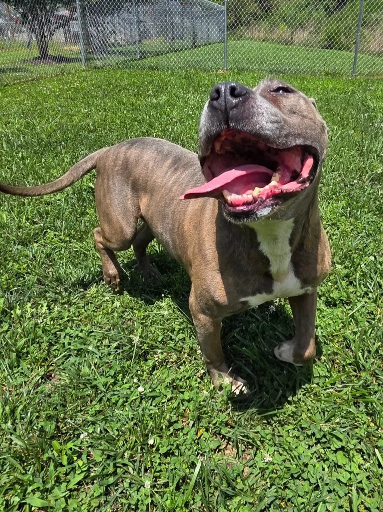 An adult medium-sized male Pit Bull Terrier dog named Cecil  AC for adoption in Greeneville, TN