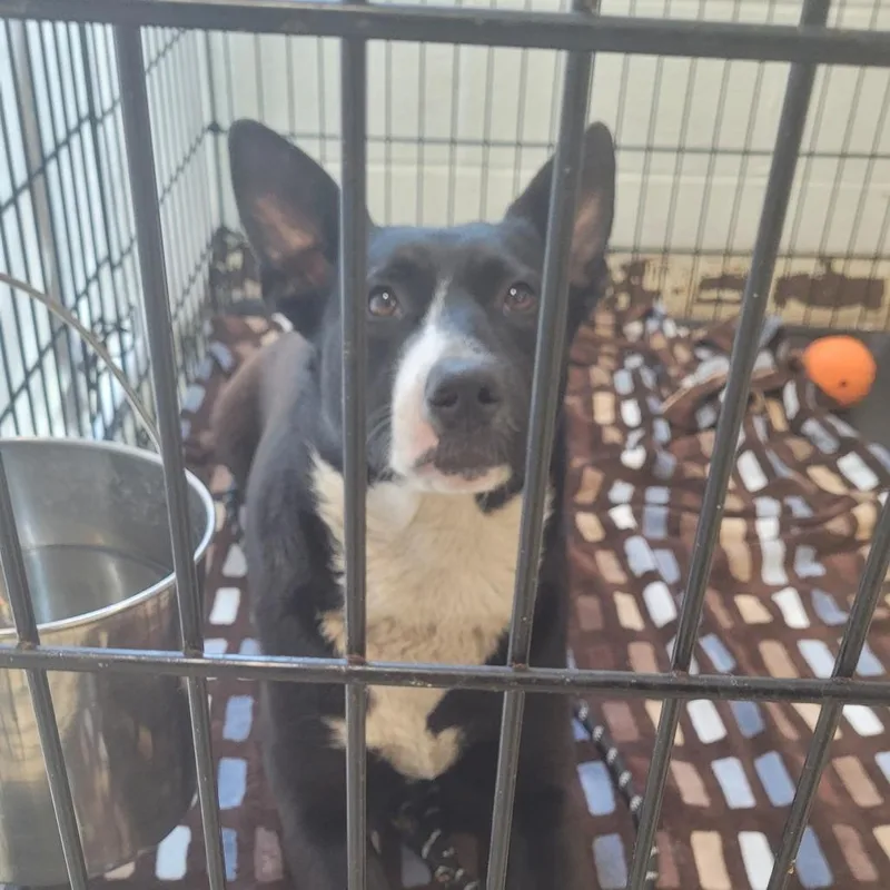 A young medium-sized female Black Black Labrador Retriever dog named Blueberry Pancake for adoption in East Saint Louis, IL