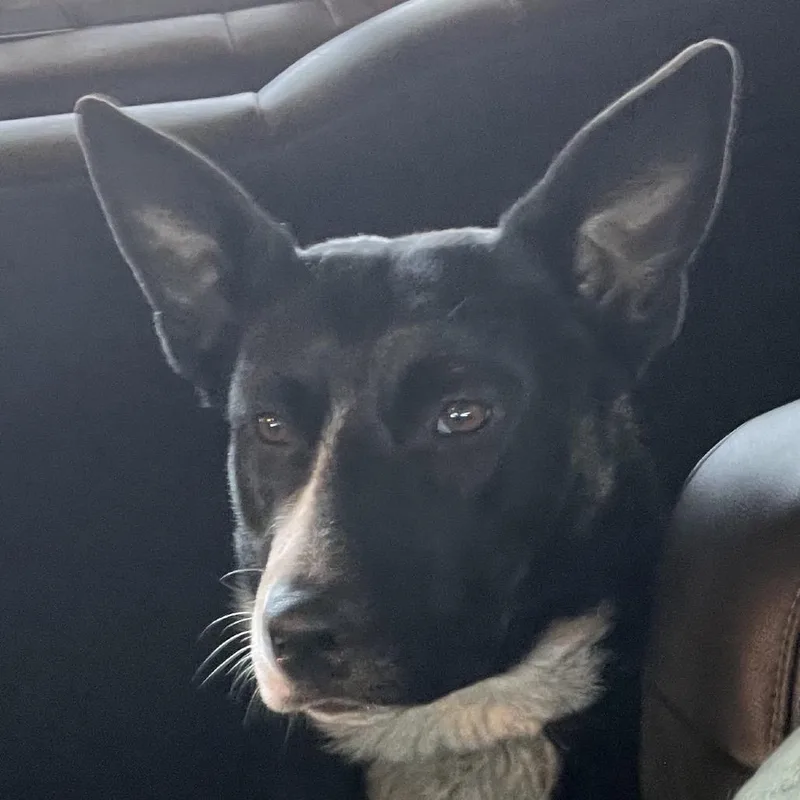 Blueberry Pancake thumbnail 2