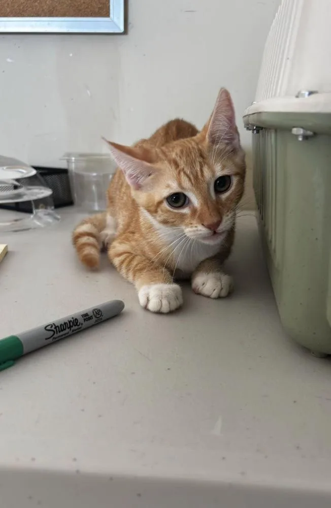 A baby small-sized female Tabby (Orange / Red) American Shorthair cat named Pie for adoption in New Bedford, MA
