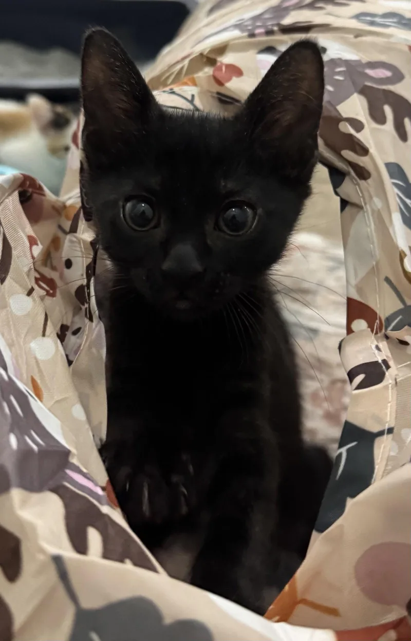 A baby medium-sized male Black Domestic Short Hair cat named Inky for adoption in Oviedo, FL
