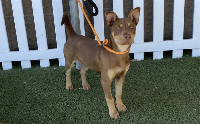 A baby small-sized male Pit Bull Terrier dog named Siren for adoption in Modesto, CA