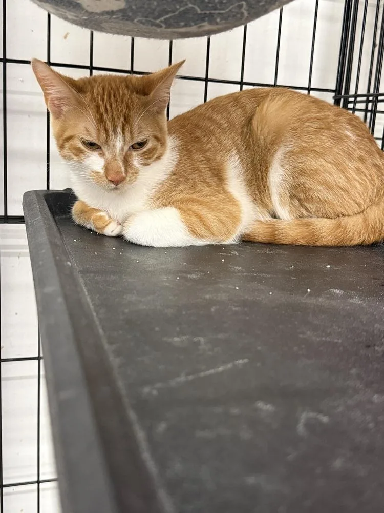A baby small-sized female Domestic Short Hair cat named Sunkist for adoption in Taylor, PA