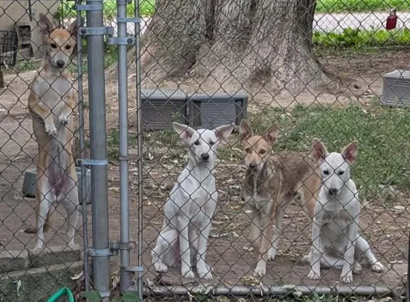 A baby medium-sized female Husky dog named Husky pups for adoption in Diamond, OH