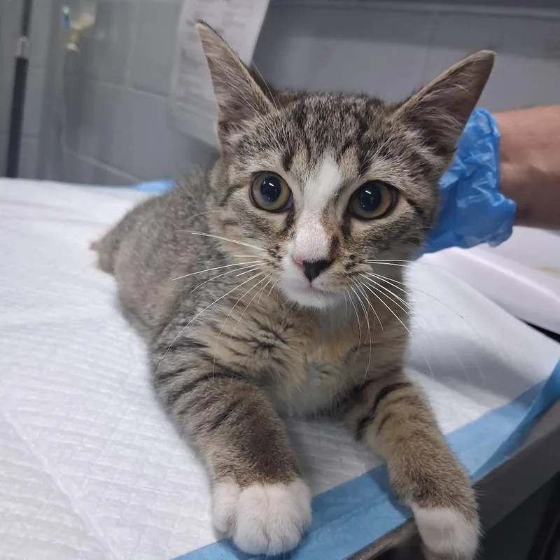 A baby small-sized female Brown / Chocolate Domestic Short Hair cat named Diva for adoption in Summerville, SC
