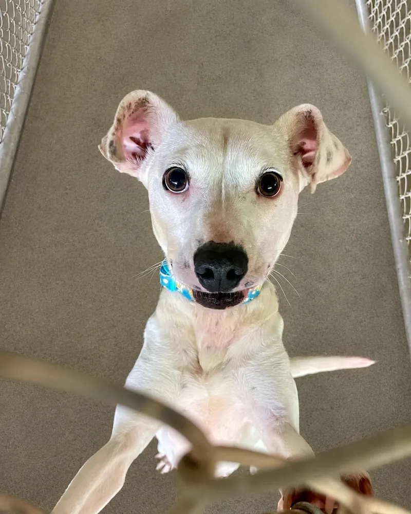 An adult medium-sized female White / Cream Mixed Breed dog named Marcy for adoption in Lacon, IL