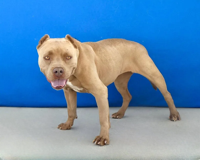 A senior medium-sized female Pit Bull Terrier dog named Luna for adoption in Pasadena, CA