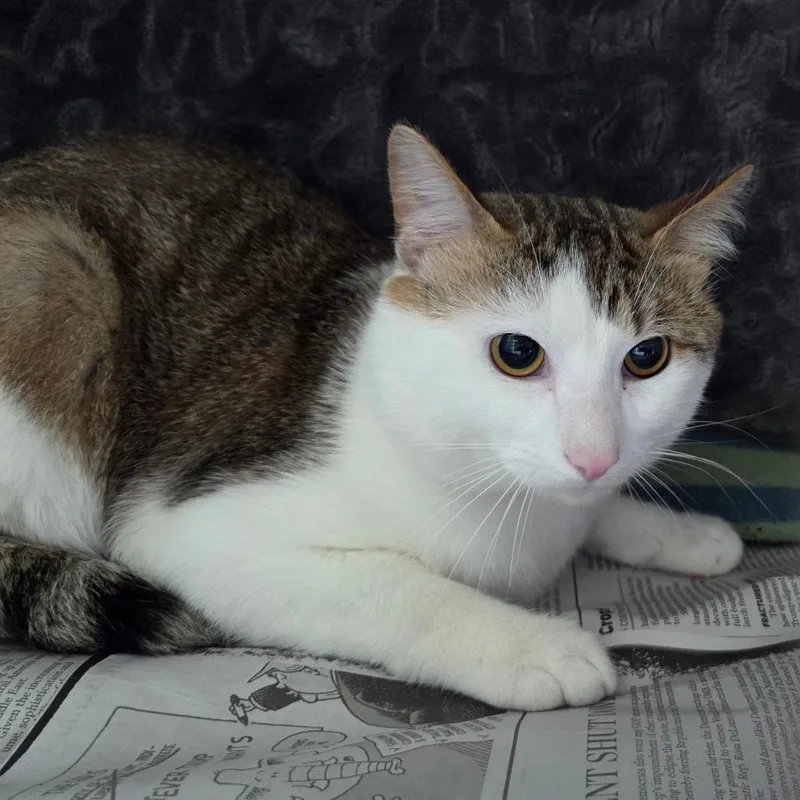 An adult small-sized male White Domestic Short Hair cat named Fred for adoption in Chattanooga, TN