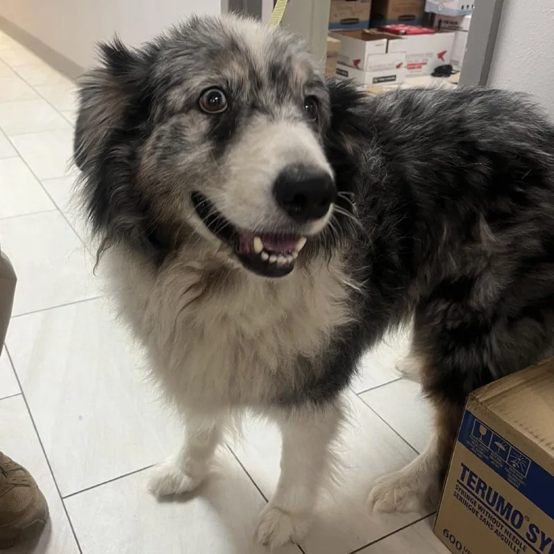 A senior medium-sized male Gray / Blue / Silver Australian Shepherd dog named Apache for adoption in Lufkin, TX