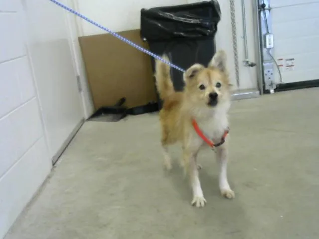 A senior small-sized male Pomeranian dog named Baba for adoption in Toledo, OH