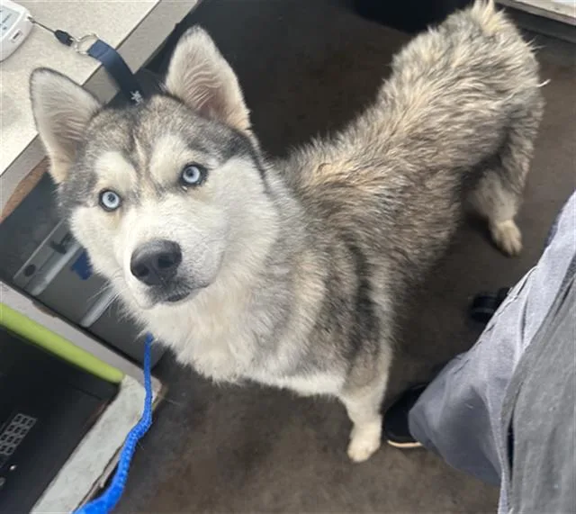 A young large-sized male Mixed Breed dog named Peanut for adoption in Dallas, TX