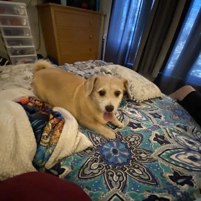 A senior medium-sized female Yellow / Tan / Blond / Fawn Wirehaired Terrier dog named Gracie for adoption in Reno, NV