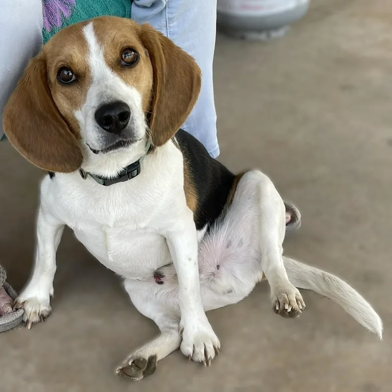 A young small-sized male Tricolor (Brown, Black, & White) Beagle dog named Bruno for adoption in Culpeper, VA