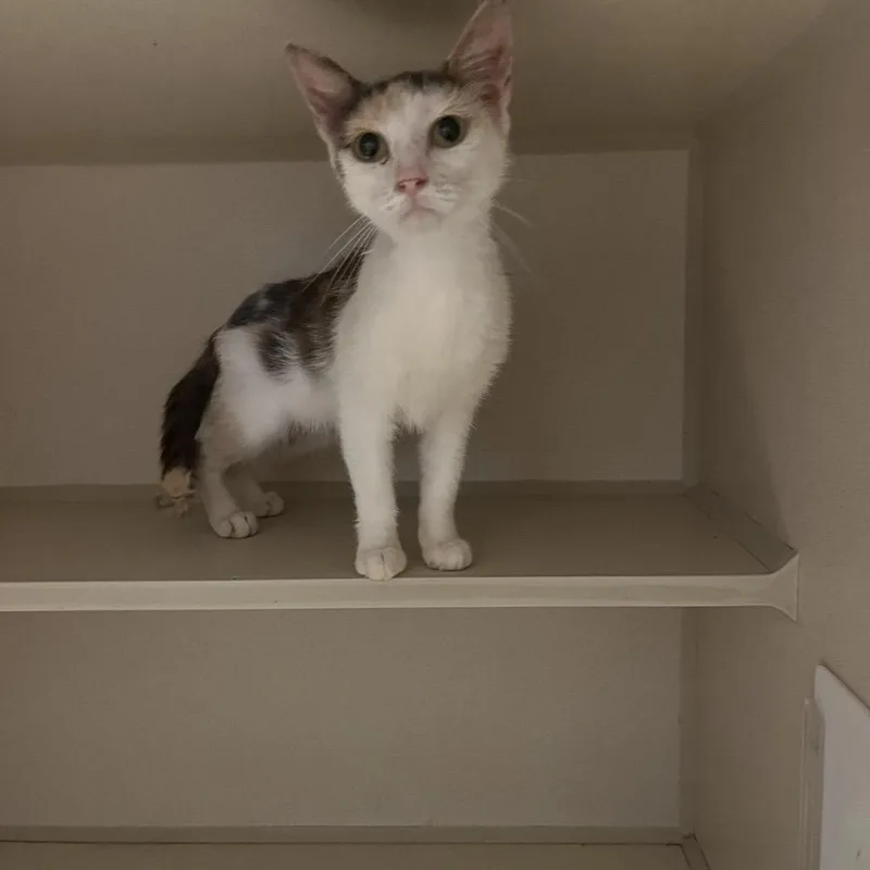 A baby small-sized female Calico Domestic Short Hair cat named Emily for adoption in Normal, IL