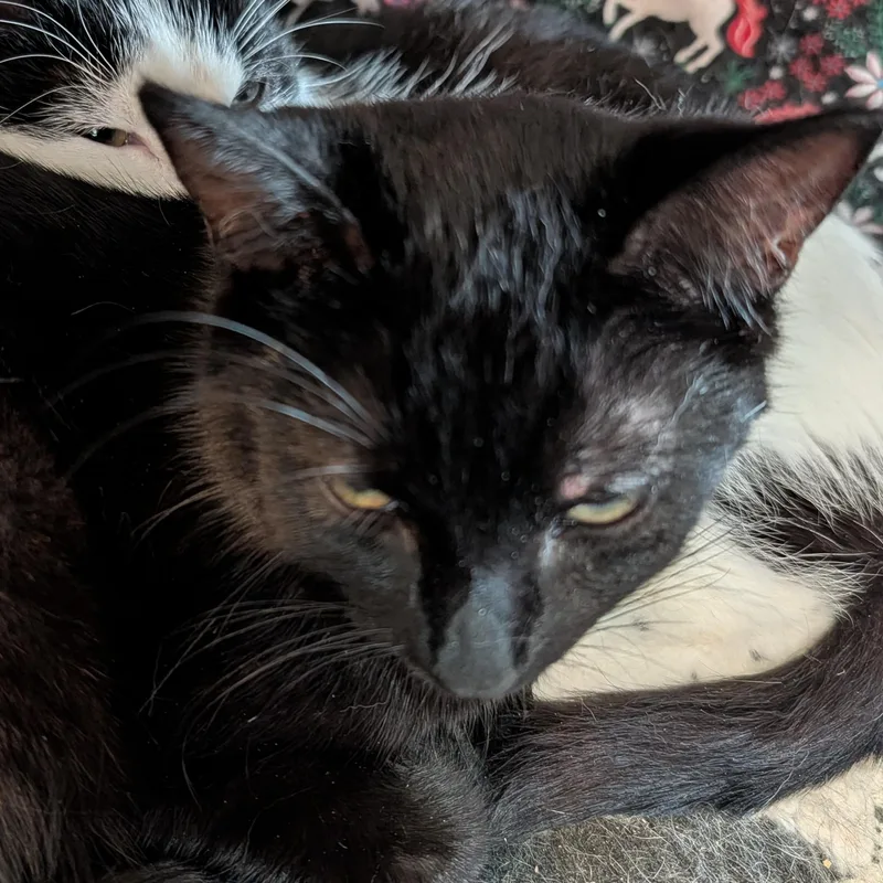 Mimi And Scrappy thumbnail 3