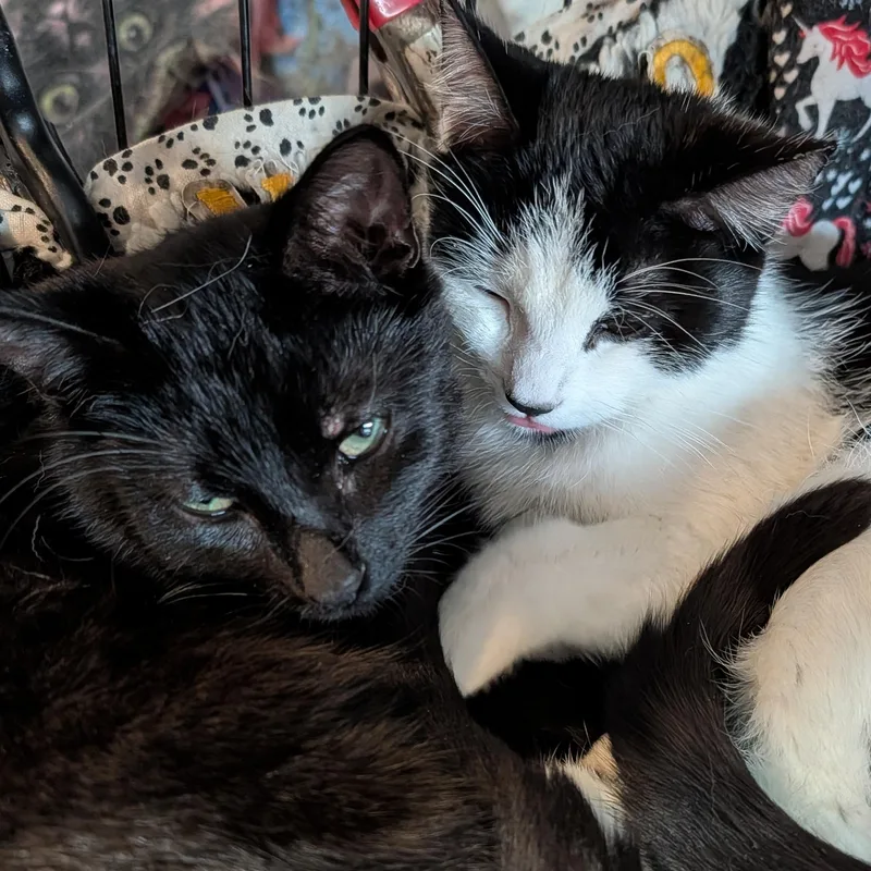 Mimi And Scrappy thumbnail 4