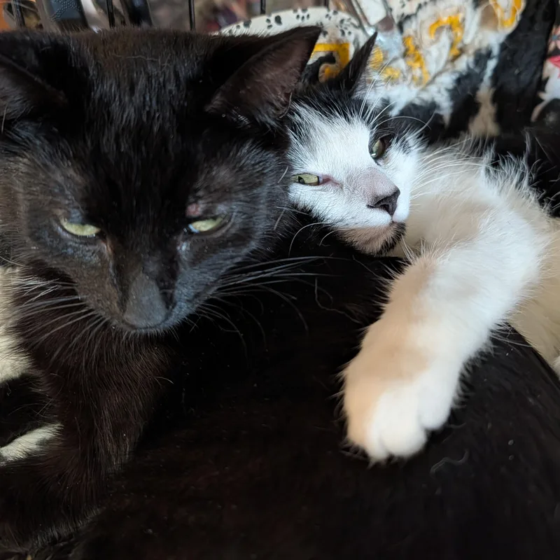 Mimi And Scrappy thumbnail 5