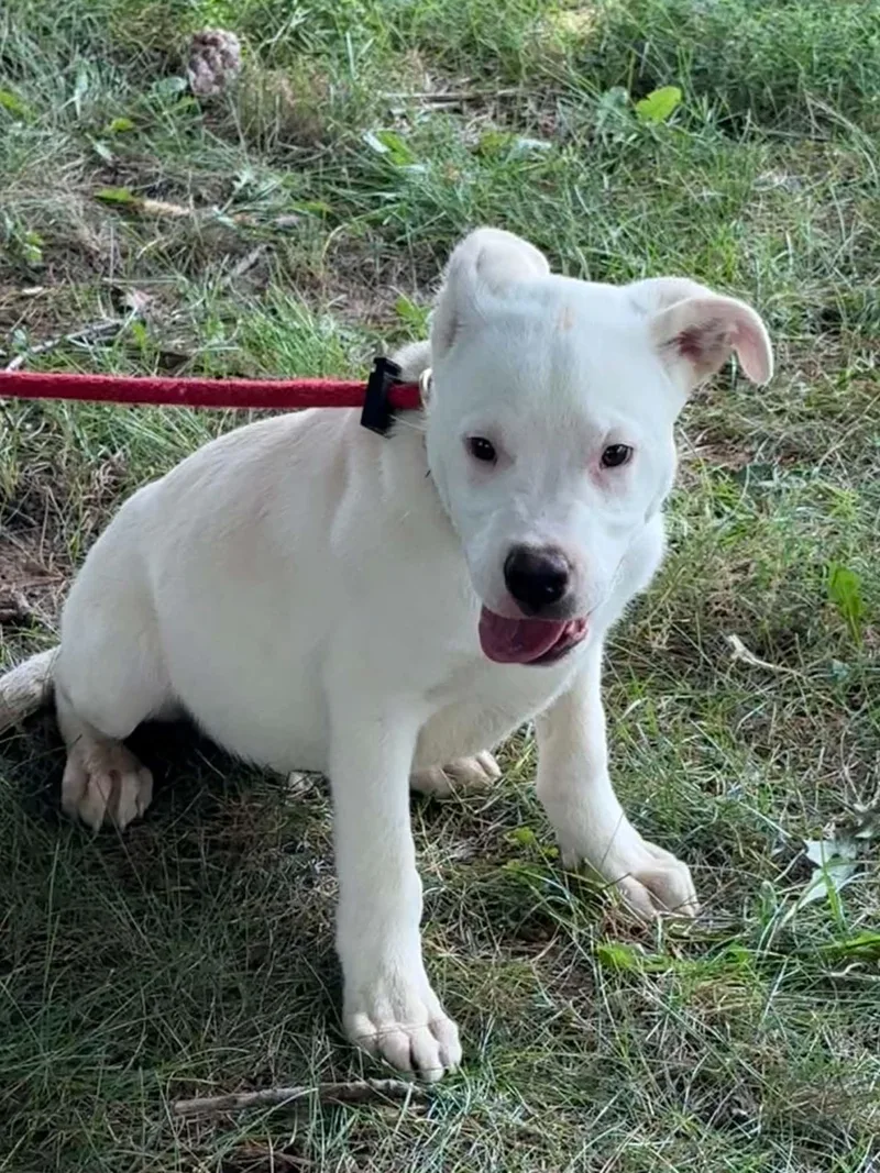 A baby medium-sized male White / Cream Labrador Retriever dog named Franklin for adoption in Springfield, IL
