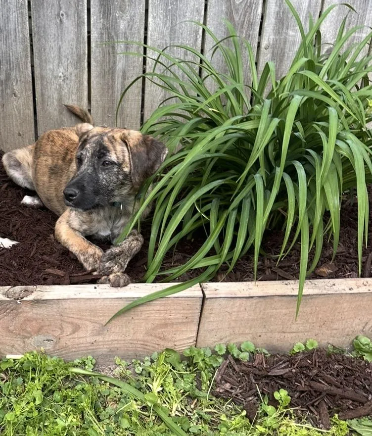 A baby medium-sized male Brindle Mixed Breed dog named Louis Vuitton for adoption in Kenosha, WI