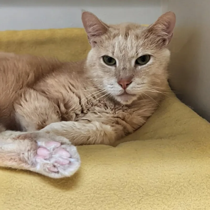 An adult large-sized male Buff / Tan / Fawn Domestic Short Hair cat named Prince Harry for adoption in West Jefferson, OH