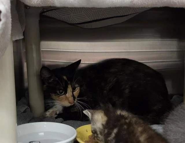 A young small-sized female Domestic Short Hair cat named Chex Mix for adoption in Huntsville, AL